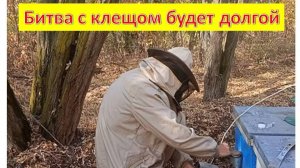 Масштабный эксперимент по борьбе с клещом Варроа.