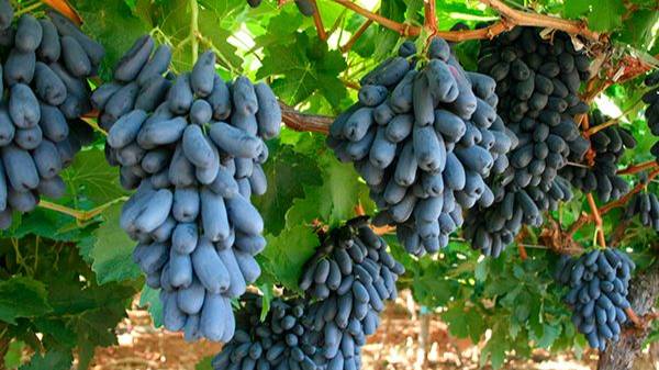 каталог черенков винограда на осень 2025г