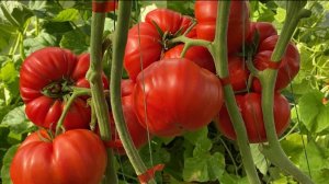 Дневник моих огородных дел. 15 сентября 2025 года