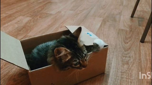 Смешная кошка. Муся нанюхалась) смотреть онлайн