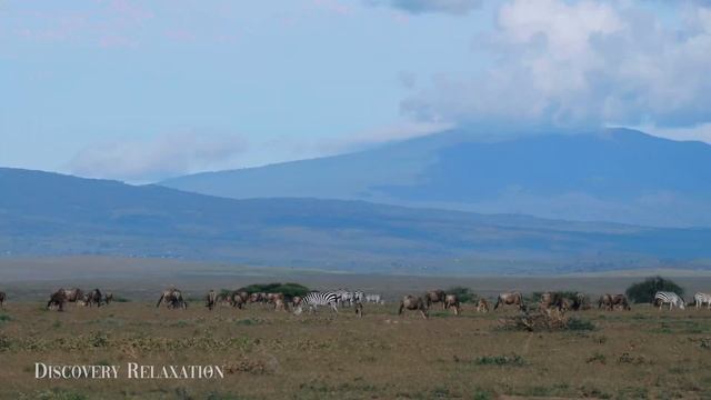 Дикие животные 4К 8К Full HD смотреть онлайн