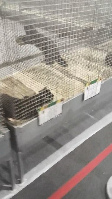 Российская агропромышленная выставка «Золотая осень». Сенсация павильона «Животноводство» (1) смотреть онлайн