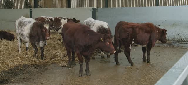 Телешоу "Ферма Кларксона", 4.03 (AlexFilm) смотреть онлайн