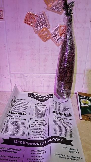 #shorts купили ель