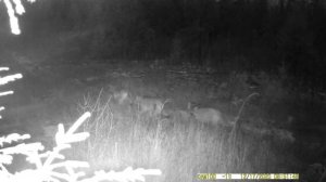 Стая волков в лесу ночью. Скрытая съемка диких волков в лесу. Как ведут себя волки в лесу.