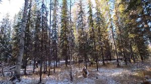 Осенняя тайга! Охота на рябчика.