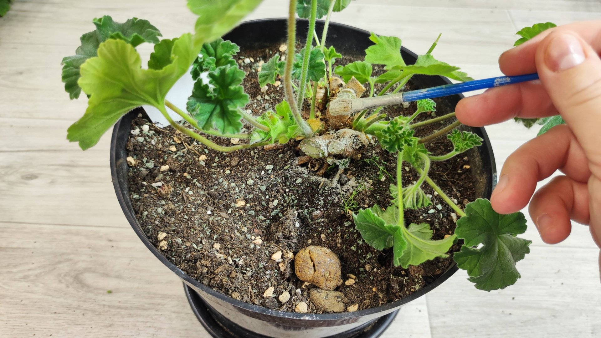 МАЛО КТО ЗНАЕТ ЧТО ГЕРАНЬ НА ЗИМУ ОТПРАВЛЯЮТ ТОЛЬКО ТАК! смотреть онлайн