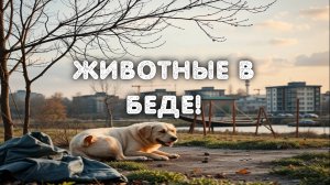 Проблема бездомных животных в Мариуполе