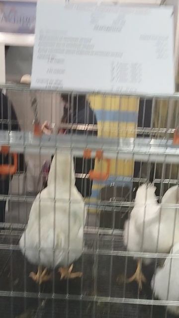 Российская агропромышленная выставка «Золотая осень». Сенсация павильона «Животноводство» (7) смотреть онлайн