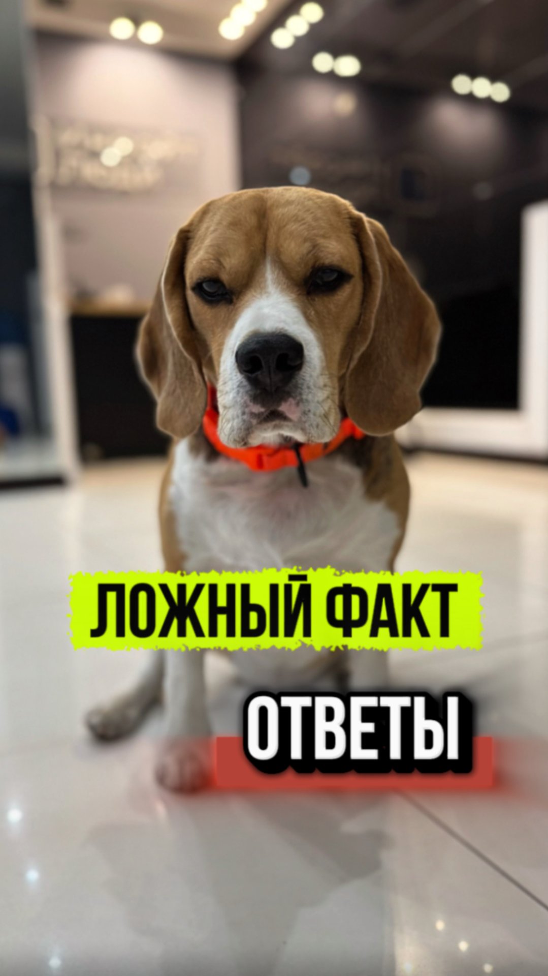 Что тебя удивило?) смотреть онлайн