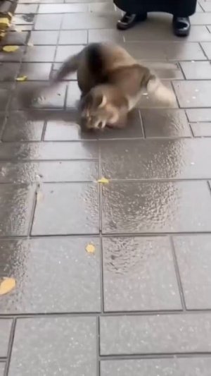 Выход бесов 🐱🐱🐱😂