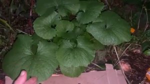 Сделай свою землю плодороднее.