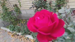 Споры о посадке роз не прекращаются.👋👋👋Новинки добавила❣️❣️❣️