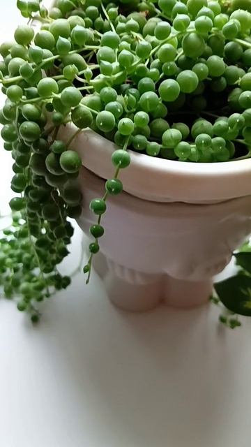 Черенок варигатной Шефлеры Герды смотреть онлайн