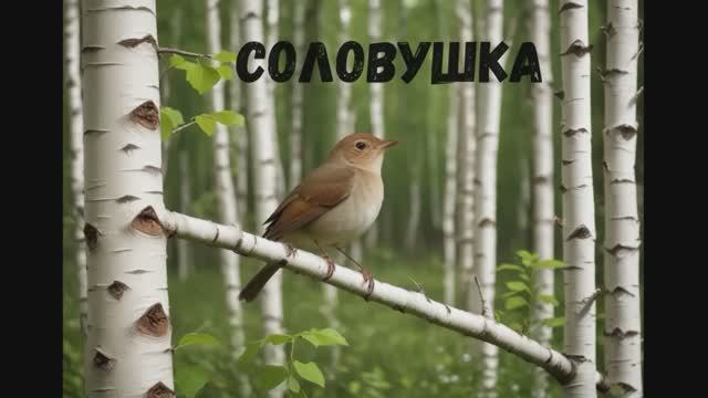 Соловушка 20251008