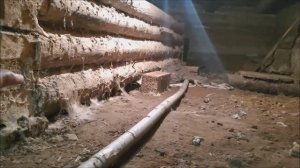 ДРЕВОТОЧЕЦ жрет сруб! Нужна ли обработка сруба от жука ДРЕВОТОЧЦА, короеда и ТОЧИЛЬЩИКА.