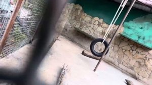 КАК ПРОШЛА ВСТРЕЧА Елисея и Люси?