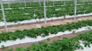 Сорт клубники Мурано, выращивание в теплице