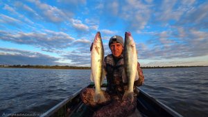 НАПЯЛИЛ УКЛЕЙКУ, СУДАК ОЗВЕРЕЛ! СТАРИКИ ВСЕГДА ТАК ЛОВЯТ. Рыбалка на ВОЛГЕ. Ловля судака на живца