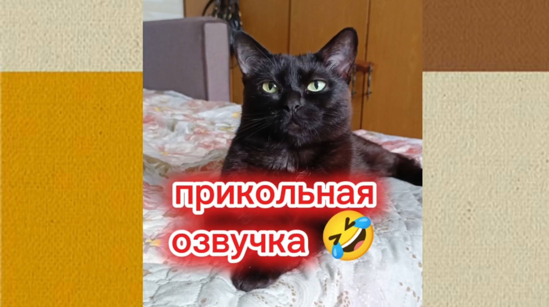 Кошки с озвучкой. смотреть онлайн