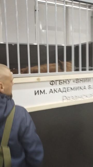 Российская агропромышленная выставка «Золотая осень». Сенсация павильона «Животноводство» (9) смотреть онлайн