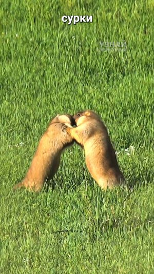 Почему сурки постоянно дерутся?