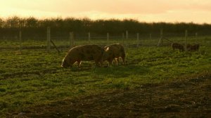 Телешоу "Ферма Кларксона", 3.02 (AlexFilm)