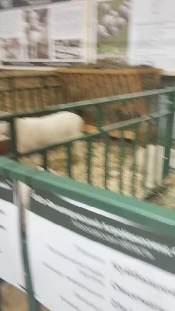 Российская агропромышленная выставка «Золотая осень». Сенсация павильона «Животноводство» (11) смотреть онлайн