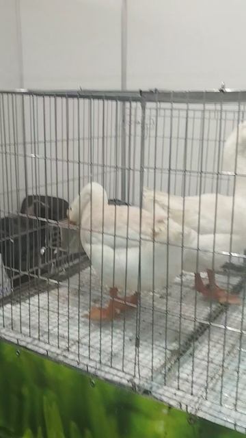 Российская агропромышленная выставка «Золотая осень». Сенсация павильона «Животноводство» (4) смотреть онлайн