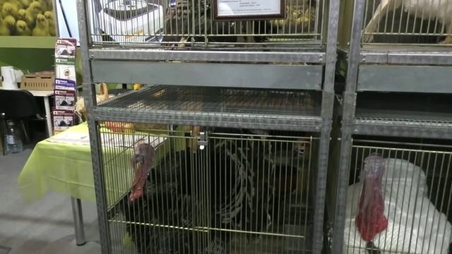 Российская агропромышленная выставка «Золотая осень». Сенсация павильона «Животноводство». смотреть онлайн