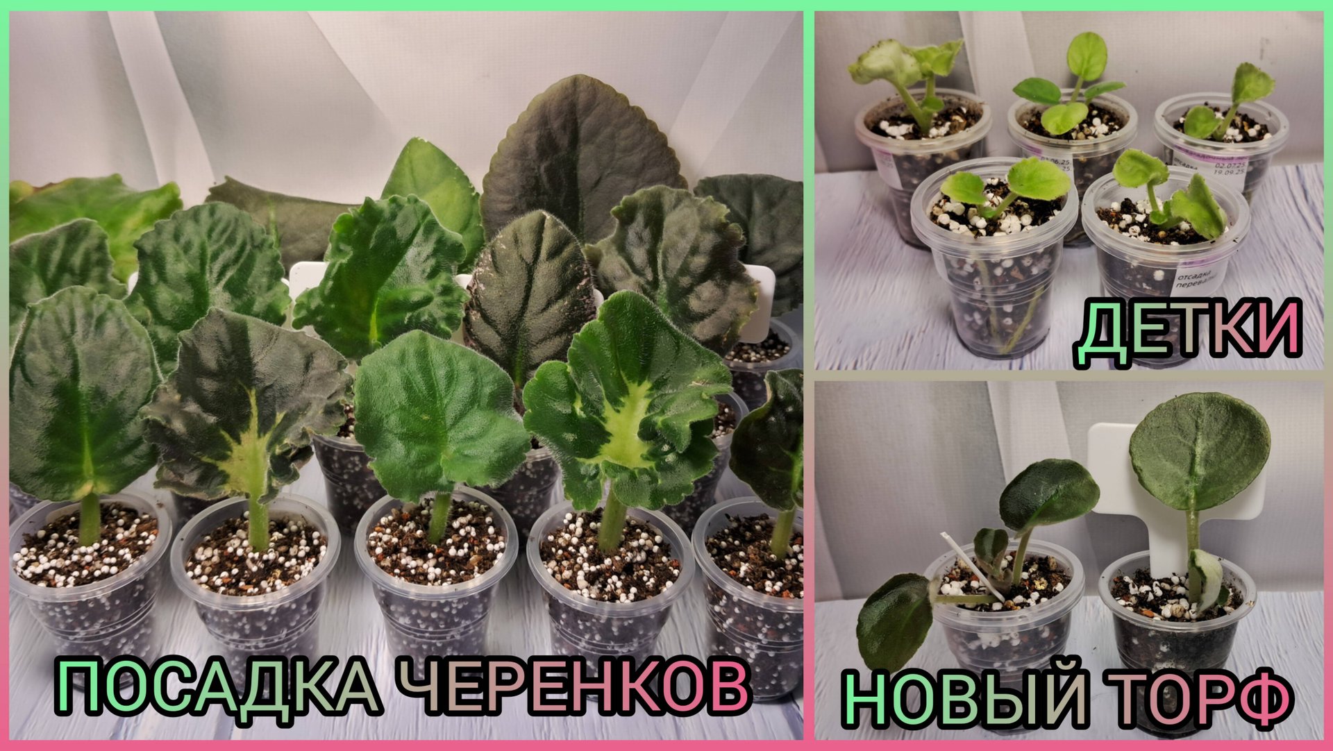 Посадка черенков. Отсадка и рассадка деток фиалок. смотреть онлайн