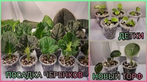 Посадка черенков. Отсадка и рассадка деток фиалок.