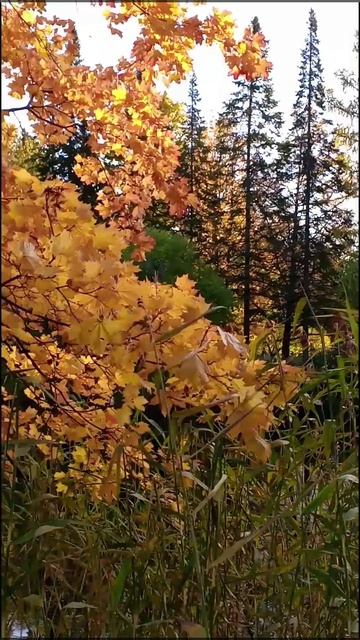 Цвета осени Октябрь.