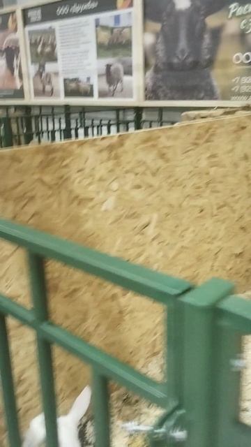 Российская агропромышленная выставка «Золотая осень». Сенсация павильона «Животноводство» (12) смотреть онлайн