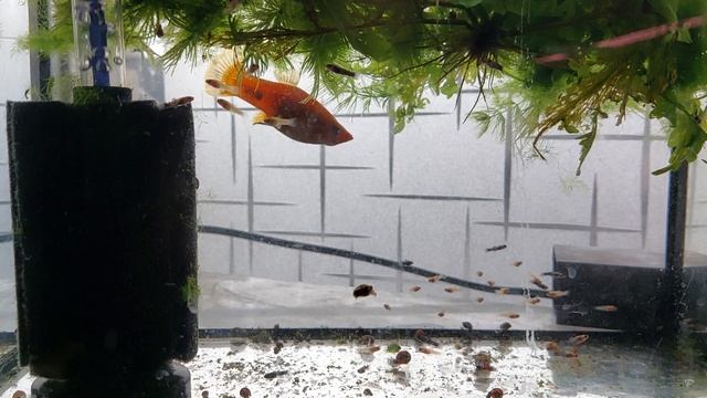 Разведение моллинезий. Генетика. смотреть онлайн