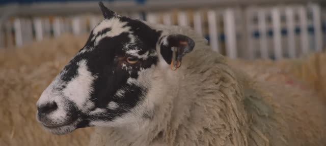 Телешоу "Ферма Кларксона", 1.05 (AlexFilm) смотреть онлайн