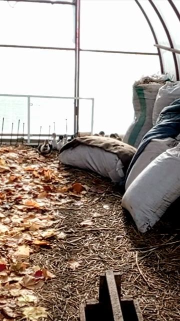 Индоутята и цыплята живут теперь в теплице