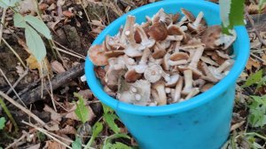 Жизнь в деревне 🏡 // хроника дня // за опятами //