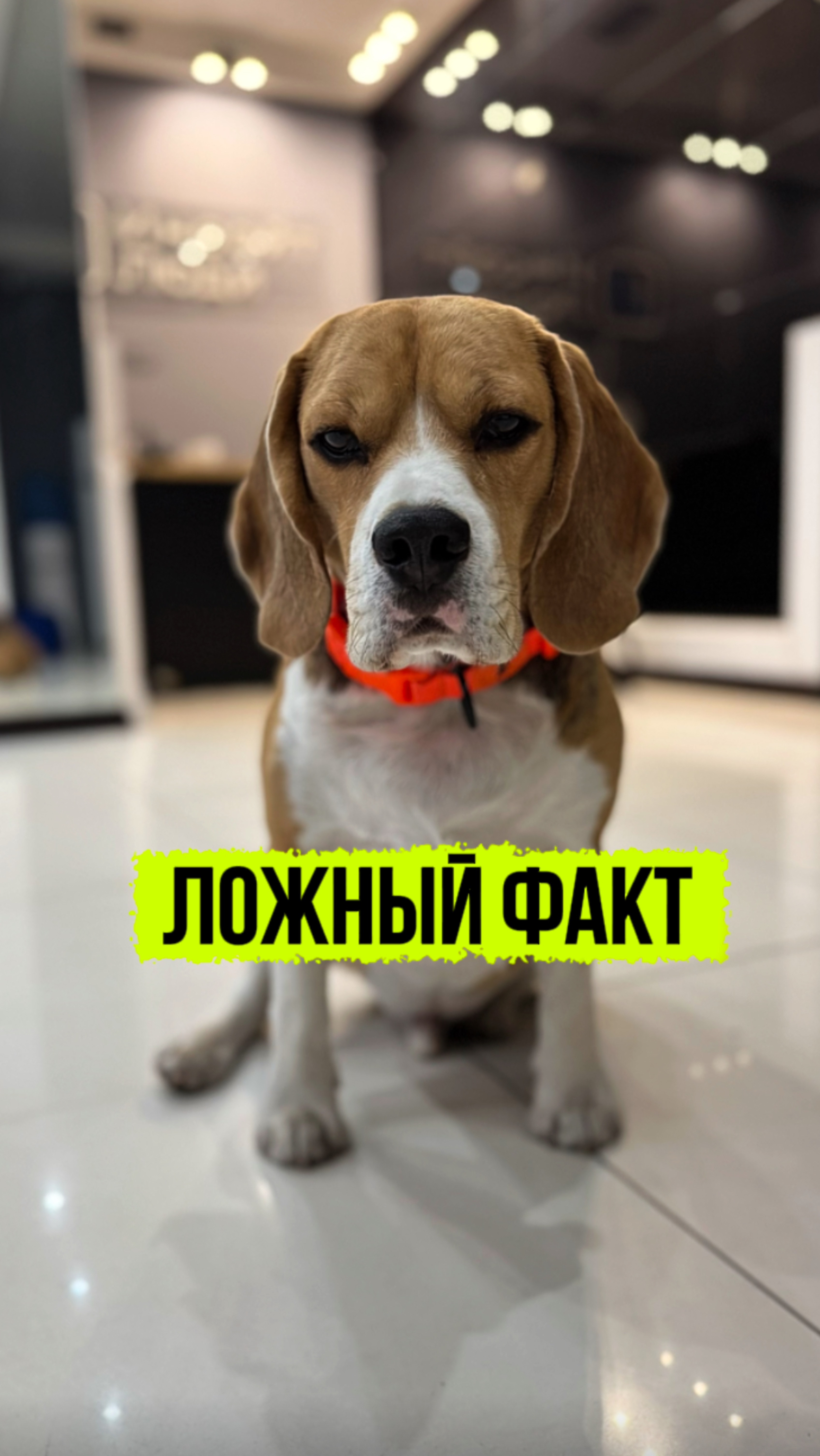 Как ты думаешь?) смотреть онлайн