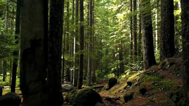 звуки природы для сна в зеленом лесу смотреть онлайн