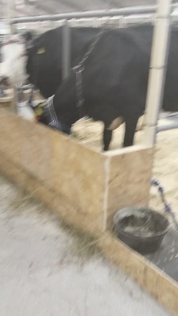 Российская агропромышленная выставка «Золотая осень». Сенсация павильона «Животноводство» (8) смотреть онлайн