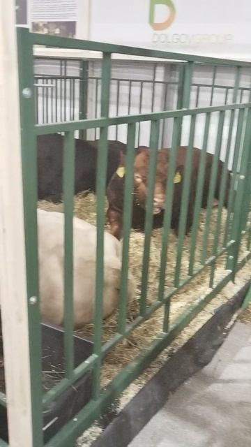 Российская агропромышленная выставка «Золотая осень». Сенсация павильона «Животноводство» (14) смотреть онлайн