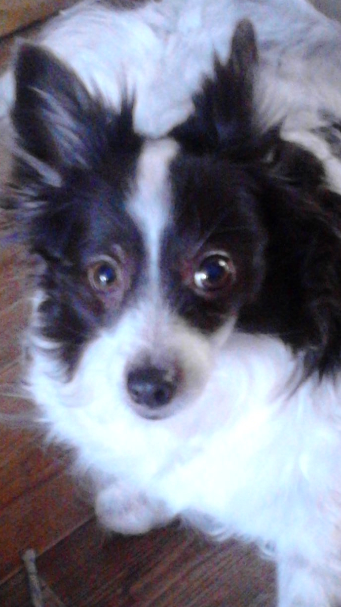 Смешные собачки и вопросик обкашляем👍😁❤️💖#животные смотреть онлайн