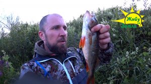 Окуни разрывают приманку! Даже жерех схватил её! Рыбалка на Топвотер
