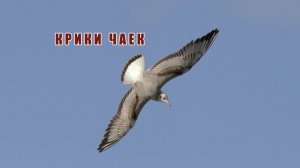 Голоса птиц. Крик (шум) озерных чаек. Наблюдаем за чайками в природе.