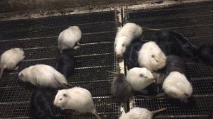 Чтобы НУТРИИ не ДРАЛИСЬ