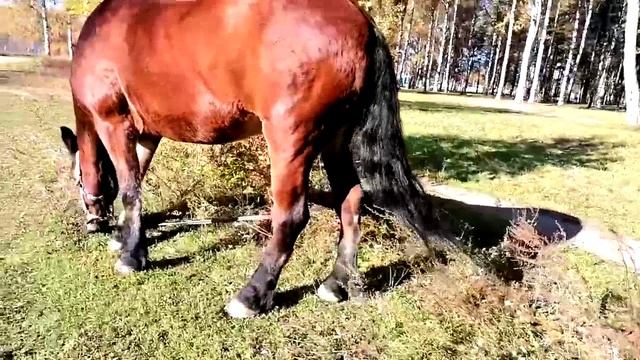 Кск Идель 8.10.25. -2veg