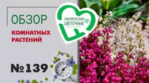 Обзор растений: калатеи, фикусы, верески, гузмании, сансевиерии, хойи, драцены и папоротники №139.