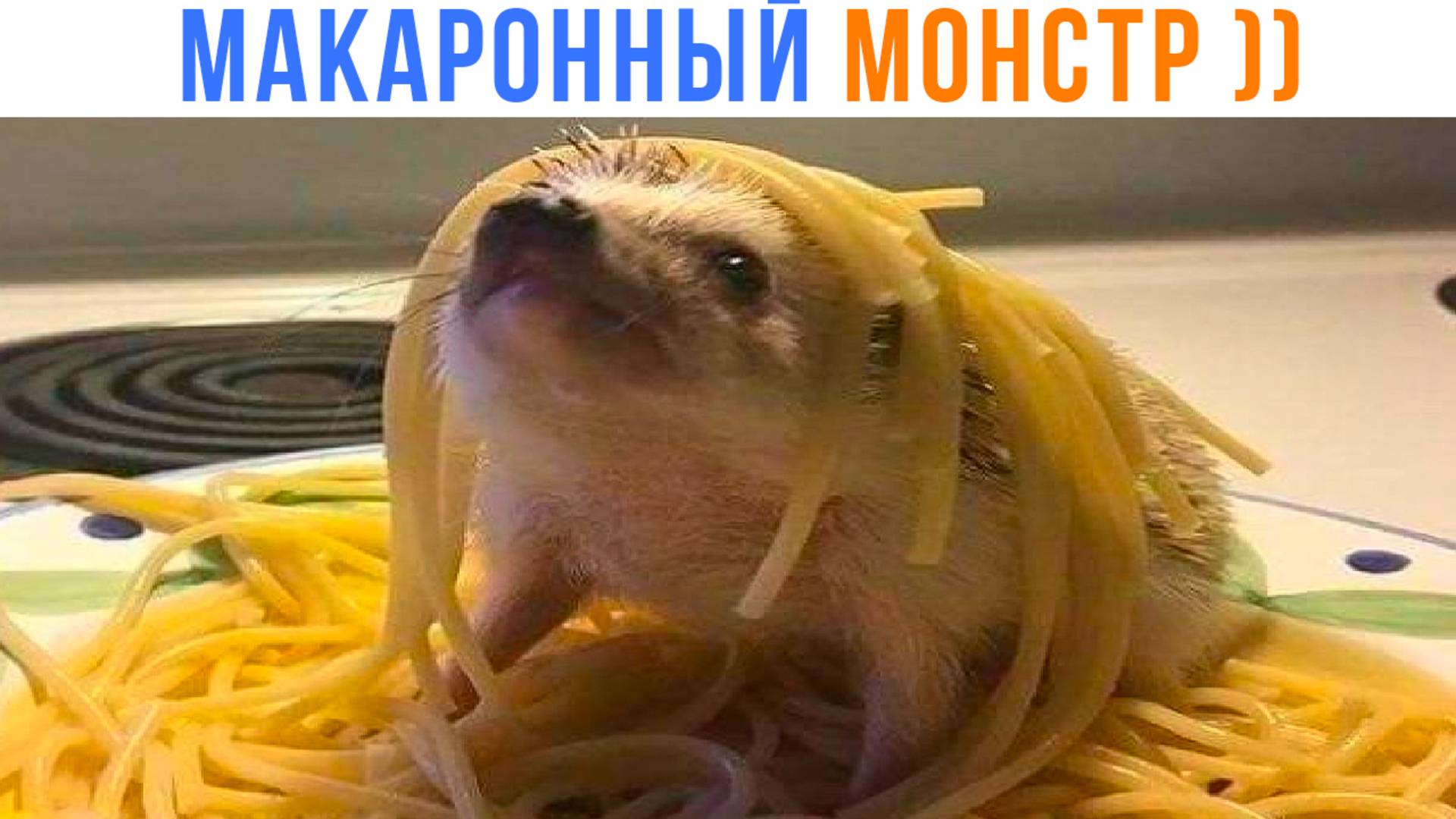 МАКАРОННЫЙ ЁЖ! ))) Приколы | Мемозг 1671 смотреть онлайн