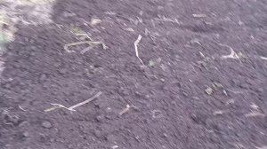 Нынче пашем огород, а малинку кладём в рот.